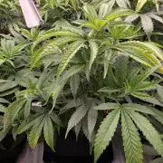 Mandarin Cookies Steckling