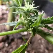 CAKE AND PUNCH Stecklinge