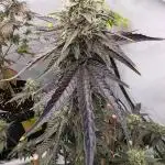 Sherb Creme Pie Steckling