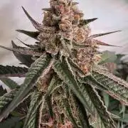 Super Buff Cherry● Colorado Nightshifter