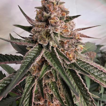 Super Buff Cherry● Colorado Nightshifter