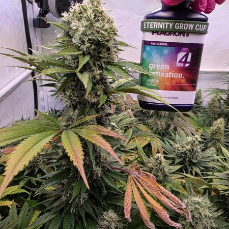 Eternity Grow Cup 2026 - Sticky Broccoli