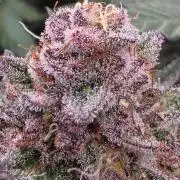 Super Buff Cherry● Colorado Nightshifter