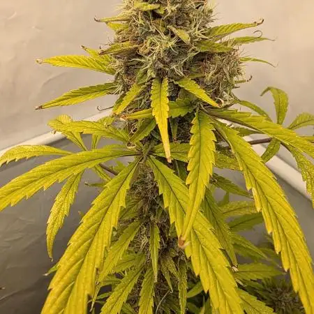 Howling Haze Automatic