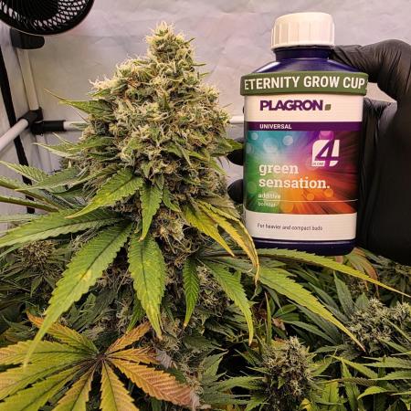 Eternity Grow Cup 2026 - Sticky Broccoli