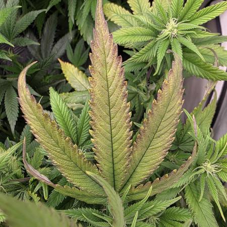 Mandarin Cookies Steckling