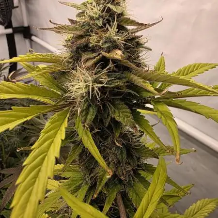 Holimg Haze Automatic