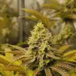 Kosher Kush White Label Freebie