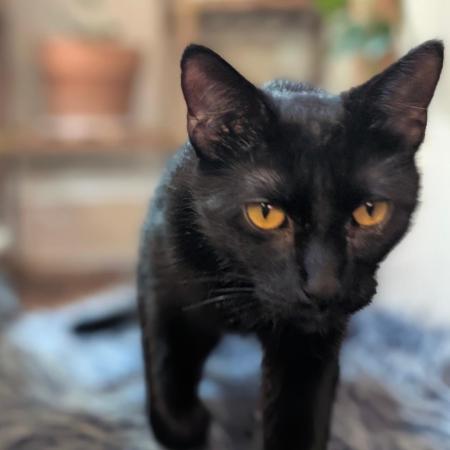 FEM 9 Photo Tester - Catlife420