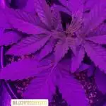 SGC Farms - Road Dog (x) Chamha’ole 