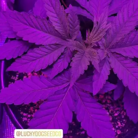 SGC Farms - Road Dog (x) Chamha’ole 