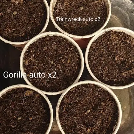 The new generation