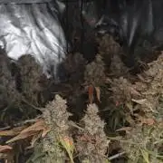Laughing Buddha #2