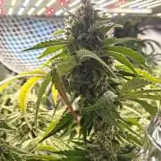 Laughing Buddha #2