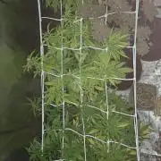 Bagseed bushes