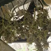 Bagseed bushes
