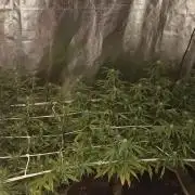 Bagseed bushes