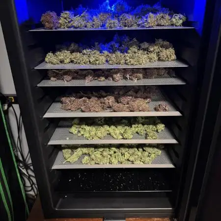 HNGrowmies
