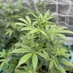 Growmie