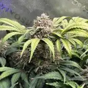 LSD 25 Auto - Fastbuds