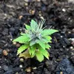 Historical - Blue Cheese (Failure)
