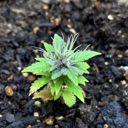 Historical - Blue Cheese (Failure)