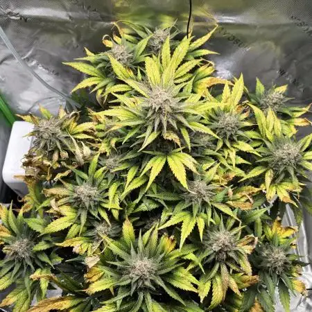 Pound Cake Auto