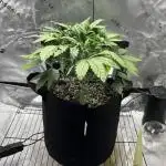 LSD 25 Auto - Fastbuds