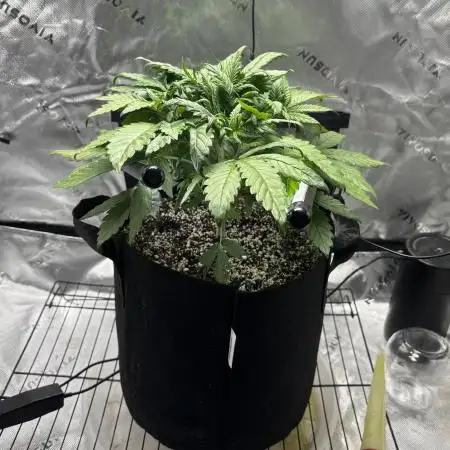 LSD 25 Auto - Fastbuds