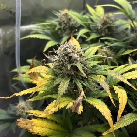 Pound Cake Auto