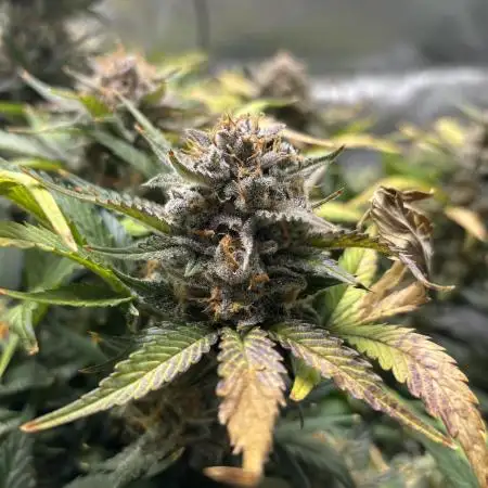 Pound Cake Auto