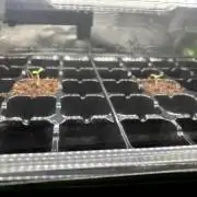 Perm Marker #1 and #2