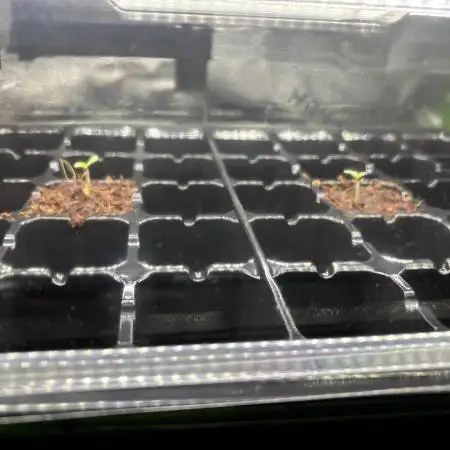 Perm Marker #1 and #2