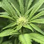 LSD 25 Auto - Fastbuds
