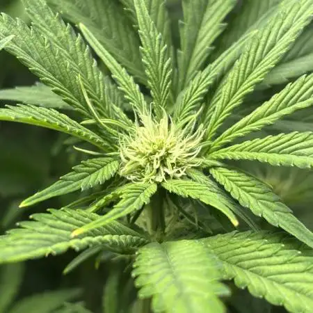 LSD 25 Auto - Fastbuds