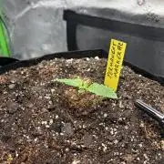 Stupid seedling FAILS phenohunt 1st week