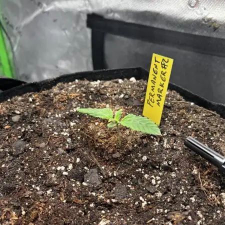 Stupid seedling FAILS phenohunt 1st week