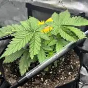 cat assists with defoliation