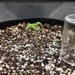 LSD 25 Auto - Fastbuds