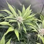 LSD 25 Auto - Fastbuds