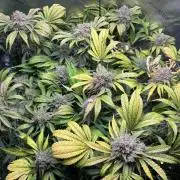 LSD 25 Auto - Fastbuds