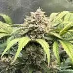 LSD 25 Auto - Fastbuds