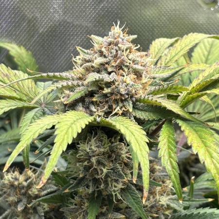 LSD 25 Auto - Fastbuds