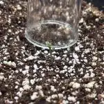 LSD 25 Auto - Fastbuds