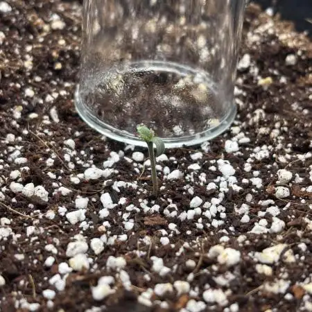 LSD 25 Auto - Fastbuds