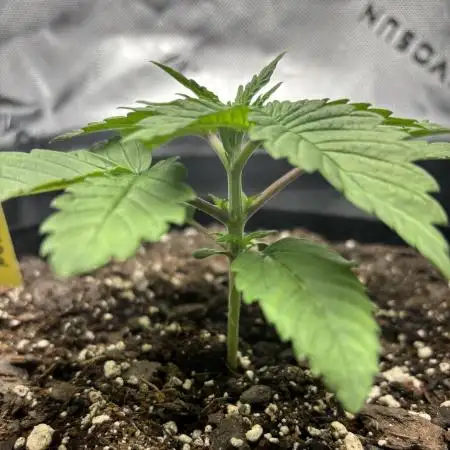 How do you feed in soil? lol