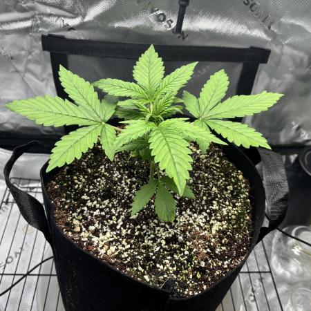 LSD 25 Auto - Fastbuds