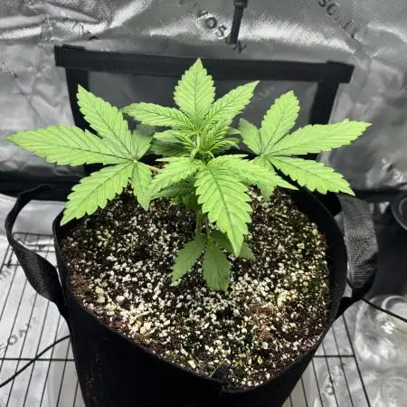 LSD 25 Auto - Fastbuds