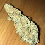 Stealth Green Crack