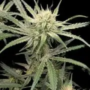Autoflower Pastry Series - Apple Strudel